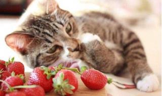 猫能吃桃吗 猫可以吃草莓吗