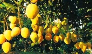 高乐蜜芒果几月份成熟 芒果几月份成熟